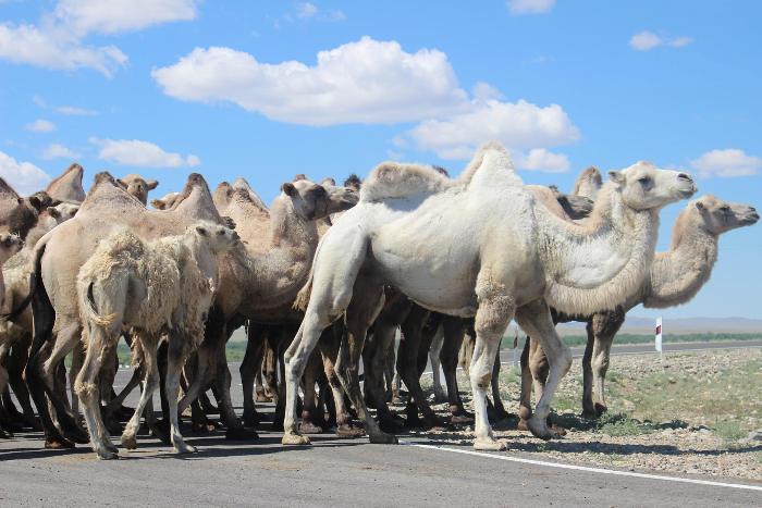 Алтайские фермеры собираются продавать в Казахстан верблюжатину