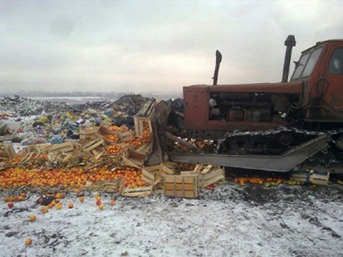 На Алтае три тонны санкционных яблок раздавили трактором