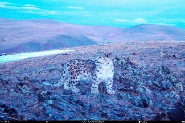 На Алтае сфотографировали невероятно красивого котенка снежного барса