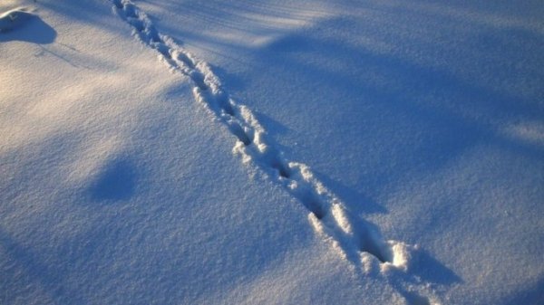 Жительницу Алтайского края нашли в сугробе через три недели после корпоратива