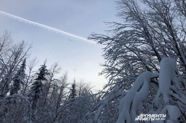 Экс-глава Белохуринского лесничества пойдет под суд из-за незаконных рубок