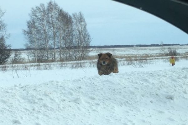 Алтайского Хатико забрали в приют