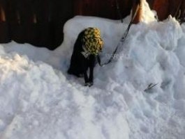 Зоозащитники ищут девушку, которая бросила собаку с тряпкой на голове (видео)