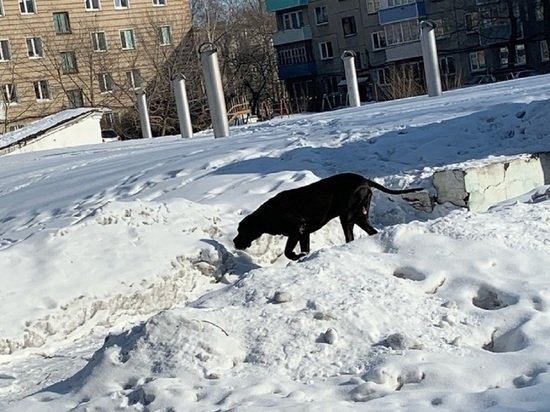 В Рубцовске агрессивный пес насмерть загрыз  маленькую собачку