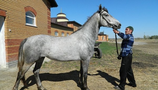 Укусил Ким Чен Ира. Куда продают алтайских орловских рысаков