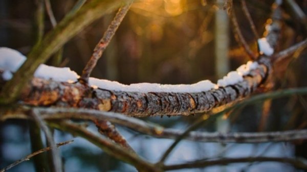 21 марта в Алтайском крае потеплеет до +15°C