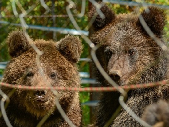 Медвежат Мишку, Машку и Тепу выпустили на волю в Алтайском заповеднике