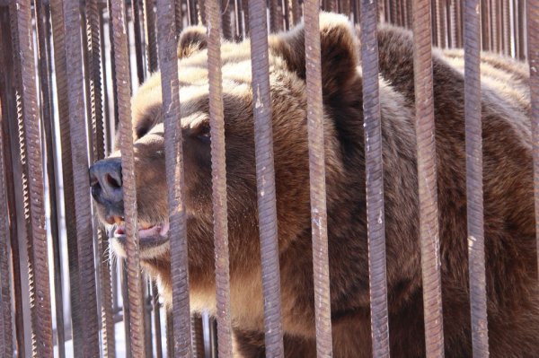 На Алтае сняли на видео медведей, которые вышли к людям
