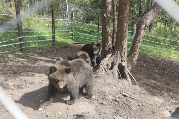 На Алтае выпущенный в дикую природу медвежонок вышел к охотничьей избушке