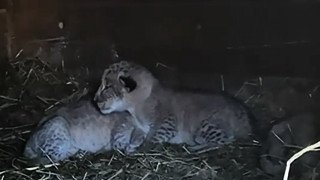 "Играет на камеру": в барнаульский зоопарк привезли нового дальневосточного лесного кота