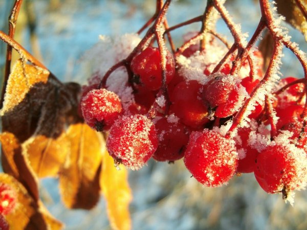 Погода 2 ноября в Алтайском крае: снег и похолодание до -10 градусов