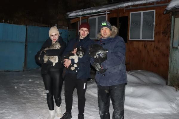 «Помогала наша собака»: волонтеры вытащили четырех щенков из-под завалов в Барнауле - KP.Ru