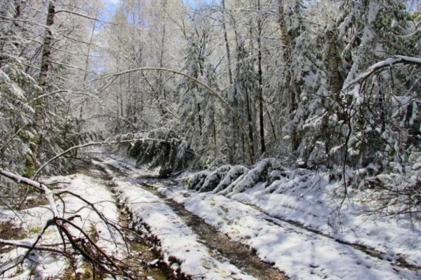 Сломался снегоход. На Алтае волонтеры нашли ночью пропавшего мужчину с детьми - KP.Ru