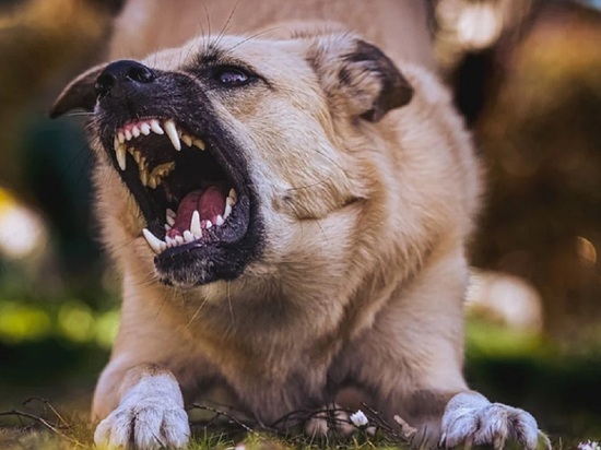 В Алейске начнут отлавливать бездомных собак после инцидента с нападением на детсадовцев