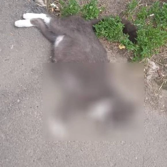 Барнаульца осудили (пожурили) за жестокое убийство беременной кошки на глазах у детей