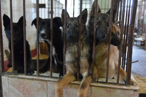 Как изменится сумма на содержание бродячих собак в приюте в Алтайском крае