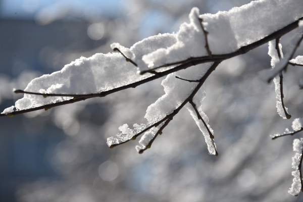 Погода 24 февраля в Алтайском крае: потепление и небольшой снег