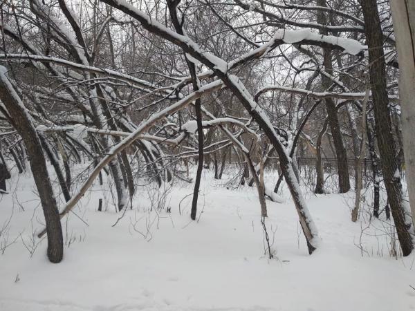 В аминистрации Барнаула рассмотрели петицию по сохранению парка им. Ленина