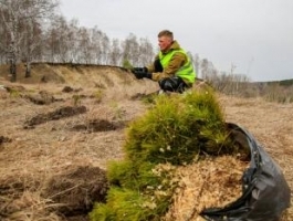 На родине Роберта Рождественского высадили три тысячи деревьев