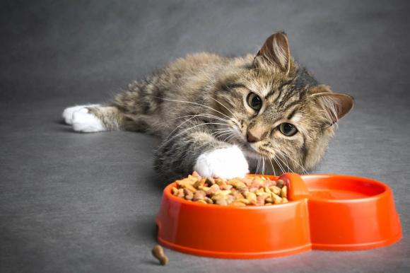 Приют «Ласка» бесплатно получит партию нового алтайского корма для кошек