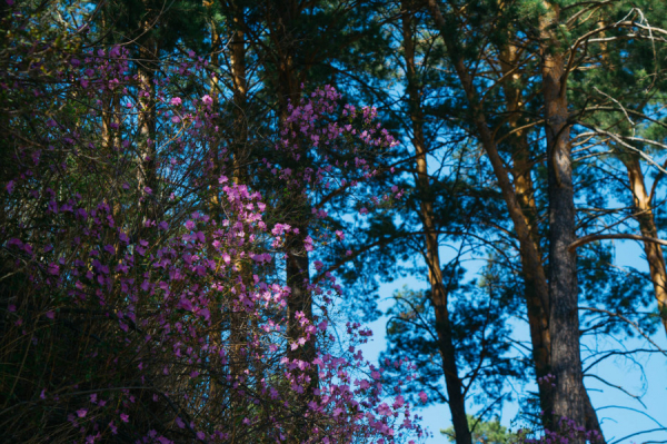 Царевна Лебедь, цветы и жара. Фоторепортаж altapress.ru с «Цветения маральника»