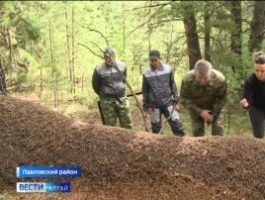 Огромный муравейник обнаружили в Павловском районе