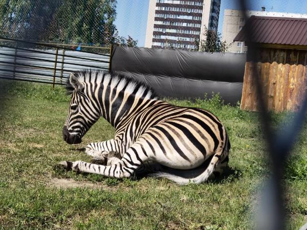 В барнаульский зоопарк приедут жить зебра, волк и корова