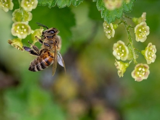 В местах гибели алтайских пчел обнаружили пятикратное превышение дозировки ядохимикатов