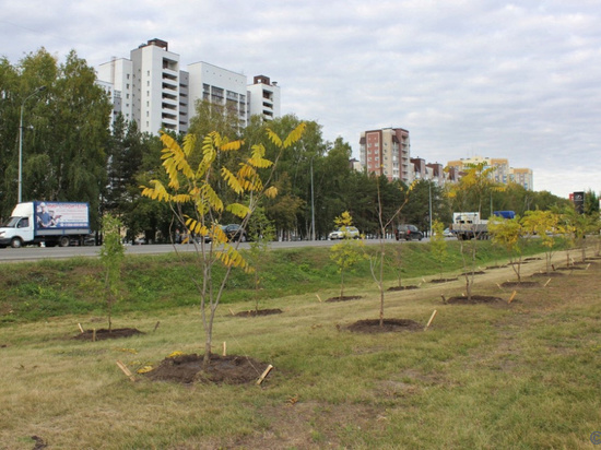 Молодые деревья высадили на Павловском тракте в Барнауле