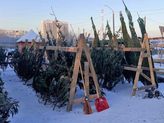 Барнаульцам предлагают сдать елки на переработку после Нового года