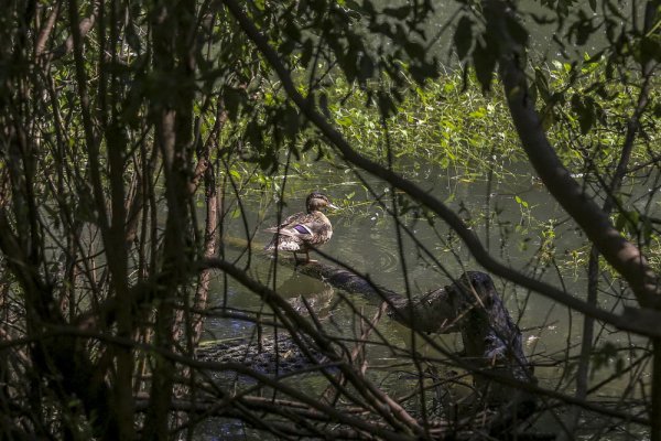 Как выглядит пойма Оби в Новосибирске, где построят крупнейший парк