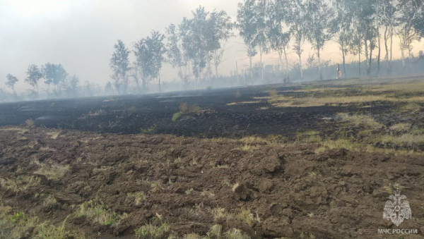 Новые лесные пожары охватили Алтайский край. Причины, последствия и правила поведения при возгорании