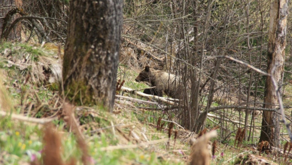Погоню медведей за стадом кабанов показали в Алтайском заповеднике