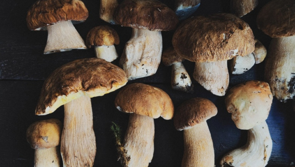 В Алтайском крае открыли сезон особо крупных белых грибов