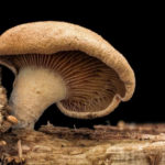 Алтайских грибников удивили «волосатые» грибы