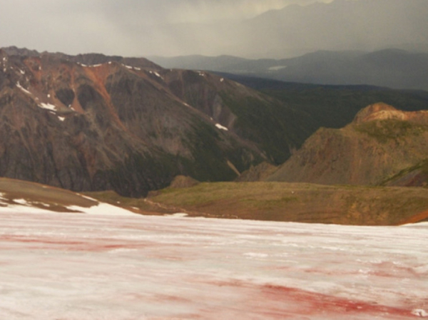 На Алтае ледник окрасился в крово-красный цвет: ученые бьют тревогу
