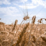 На Алтае собирают качественный урожай, несмотря на летнюю засуху