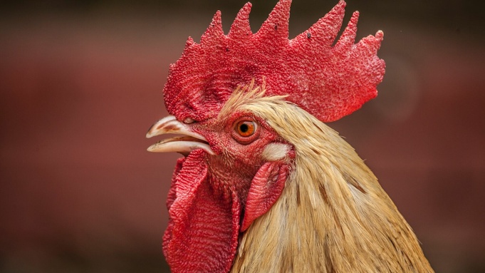 На крупной птицефабрике в Башкирии обнаружили птичий грипп
