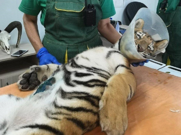 Тигренку из барнаульского зоопарка вырезали грыжу