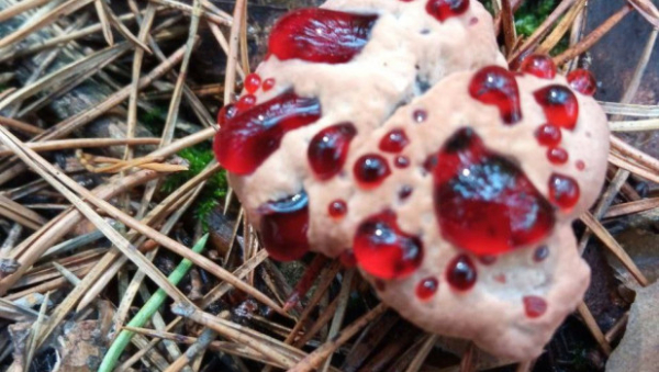 Уродливые грибы массово замечают на Алтае