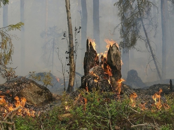 <h1>Ущерб от лесных пожаров в Егорьевском районе</h1>