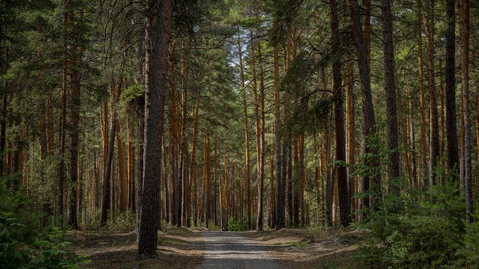 Лес – наше всё. Как на Алтае работают два современных лесных предприятия