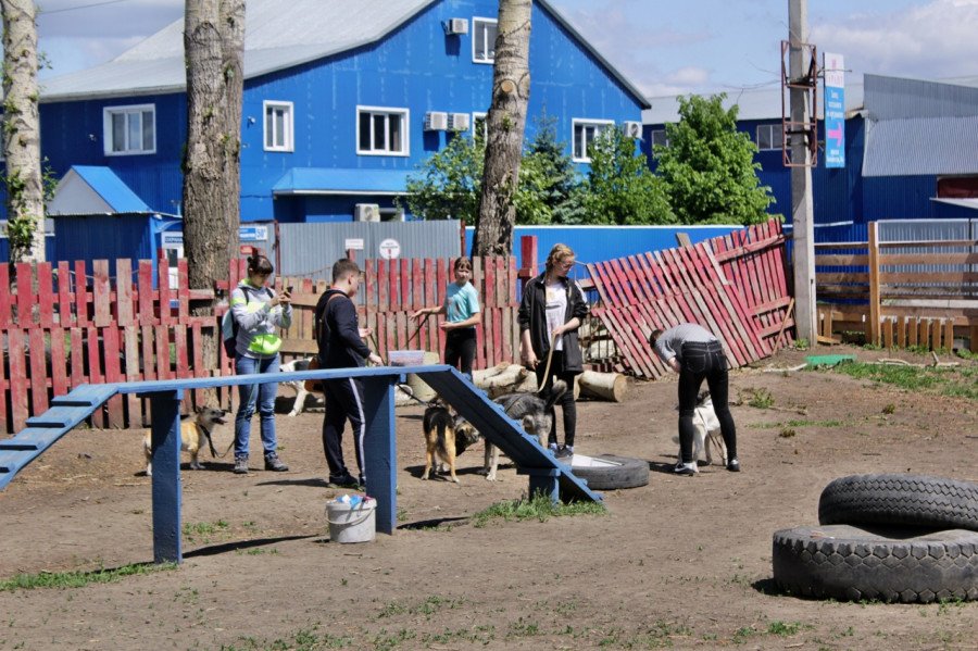 "Приюты - не что-то убогое". Как барнаульскую "Ласку" хотят сделать городской достопримечательностью